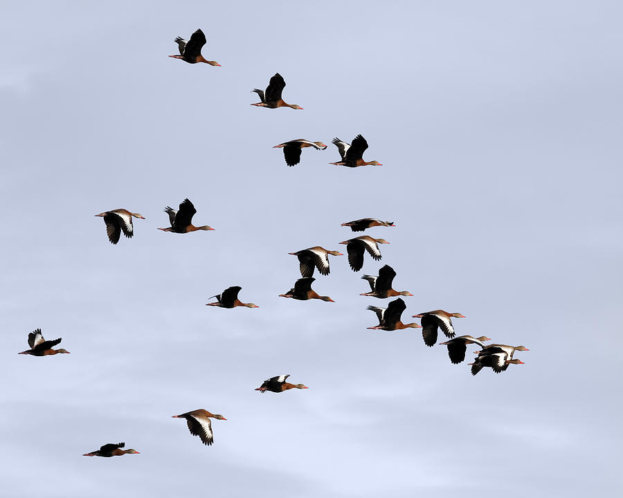 Whistling Duck Flock Photograph by Dawn Currie