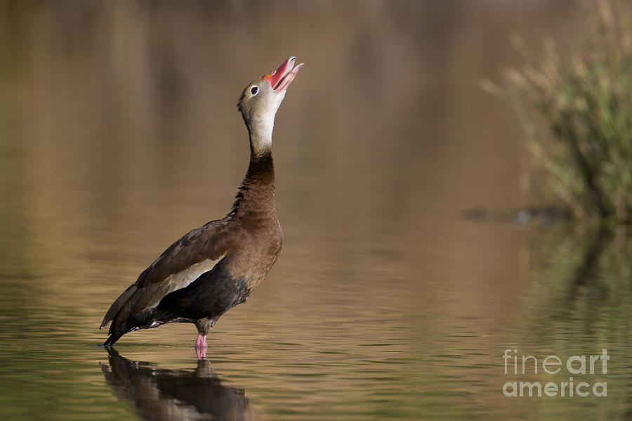 Whistling duck whistling Photograph by Bryan Keil