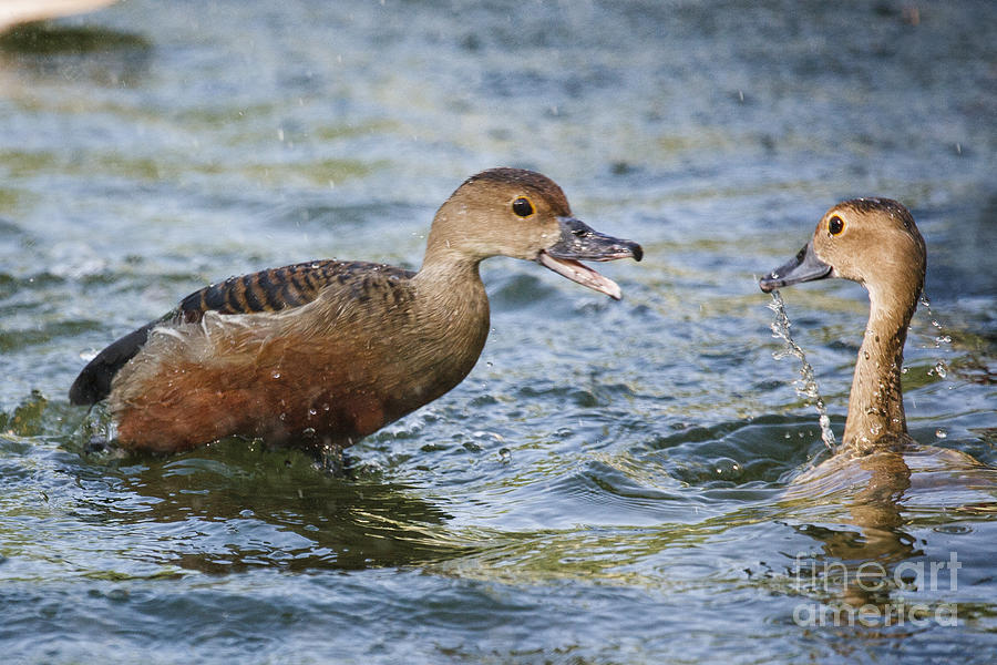 Whistling Ducks Photograph by Ronald Lutz