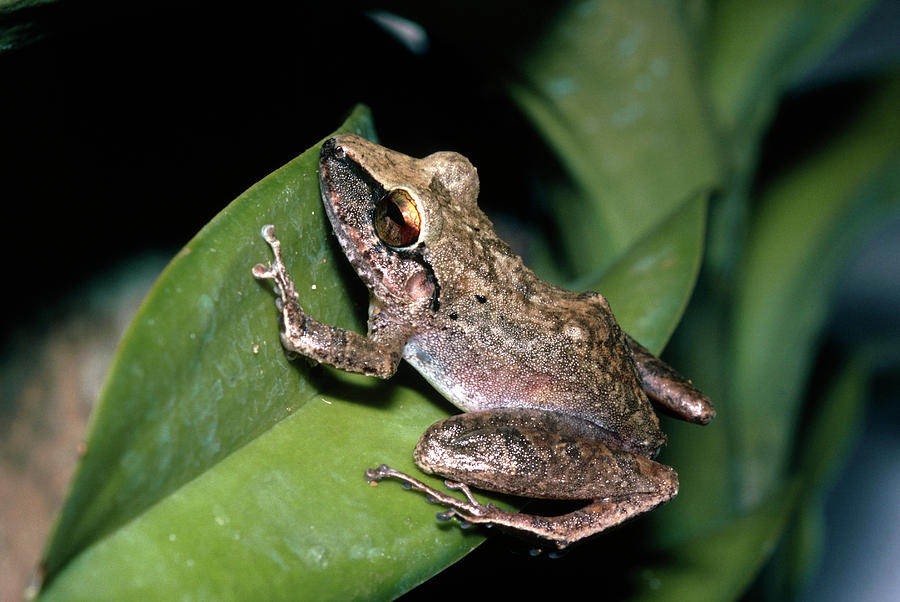 Whistling-quacking Frog Photograph by Dr Morley Read/science Photo Library.