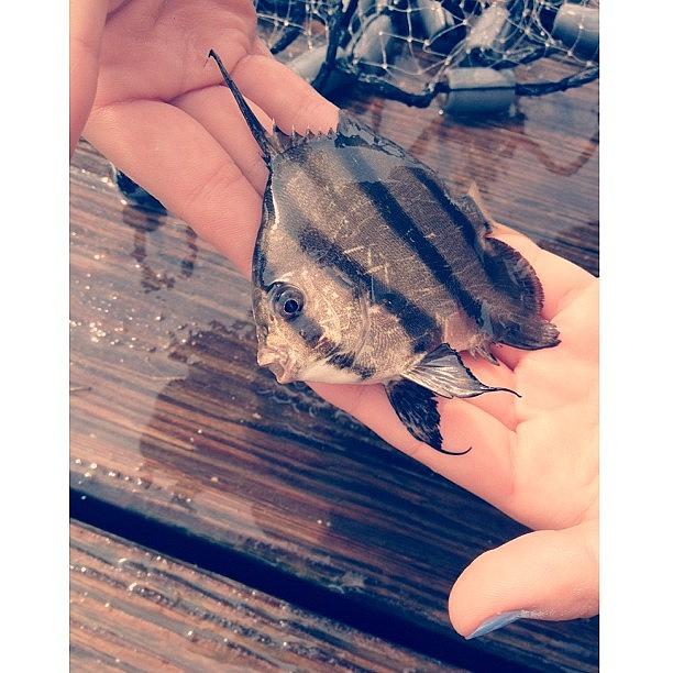 Castnet Photograph - Whit Caught A Beautiful Angel Fish!!! by Megan Nicole