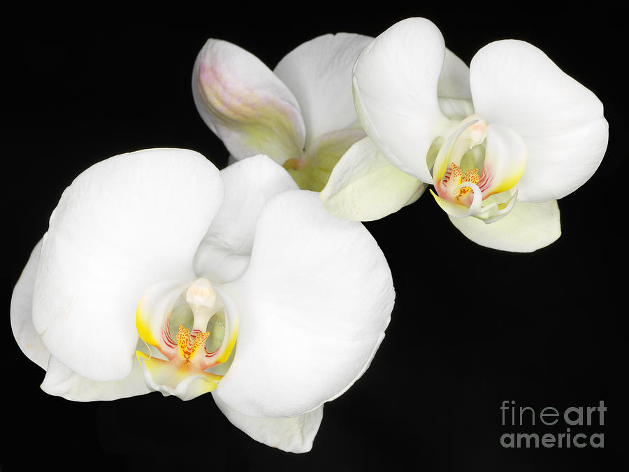 Whit Orchid on Black Background Photograph by Laurent Lucuix