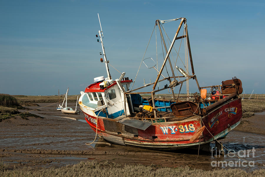 Nature Photograph - Whitby Crest at Brancaster Staithe by John Edwards