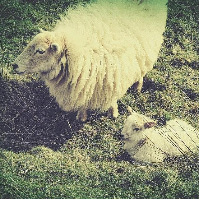 Sheep Photograph - #white &  #fluffy ... #sheep  #lamb by Linandara Linandara