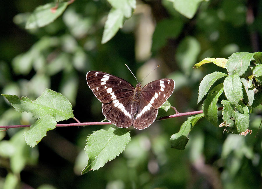White Admiral Butterfly Photograph by John Devries/science Photo Library
