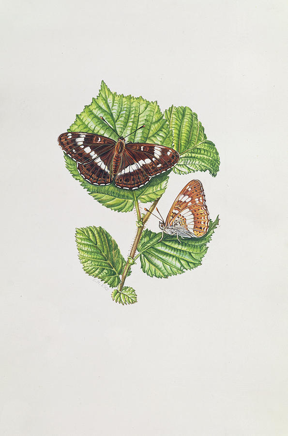 Botanical Photograph - White Admiral Butterfly On Hazel Leaves Wc by Elizabeth Rice
