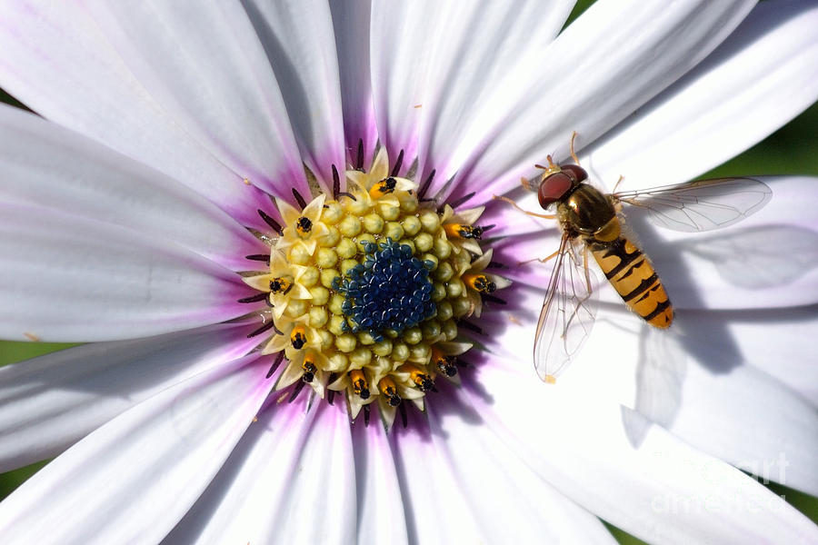 White African Daisy Marmalade Fly Photograph by Scott Lyons