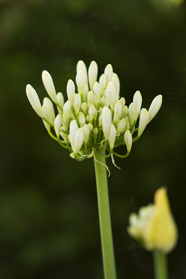 Summer Photograph - White Agapanthus - Amaryllidaceae Family by Anna Calvert