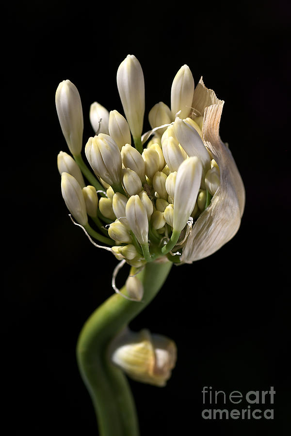 White Agapanthus Bud Photograph by Joy Watson