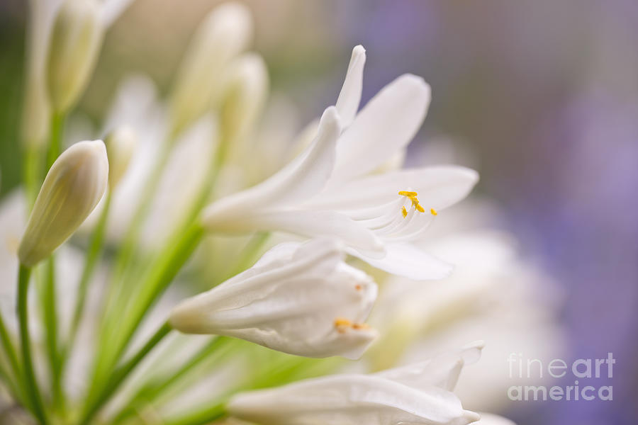 Lily Photograph - White agapanthus by Delphimages Photo Creations