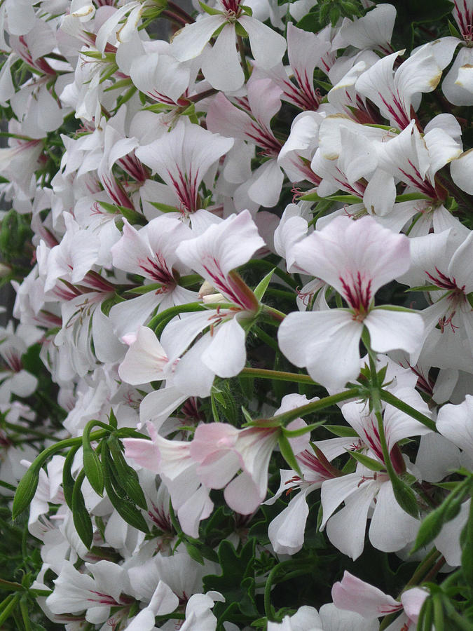 White Alley Flowers Coronado California Photograph