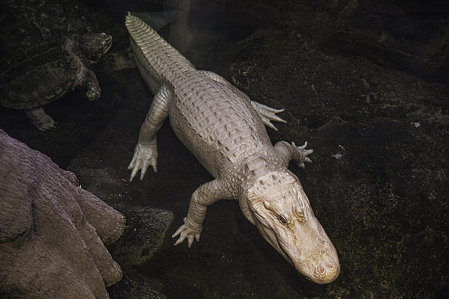 Alligator Photograph - White Alligator by Garry Gay