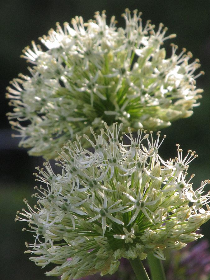 White Alliums Photograph by Alfred Ng