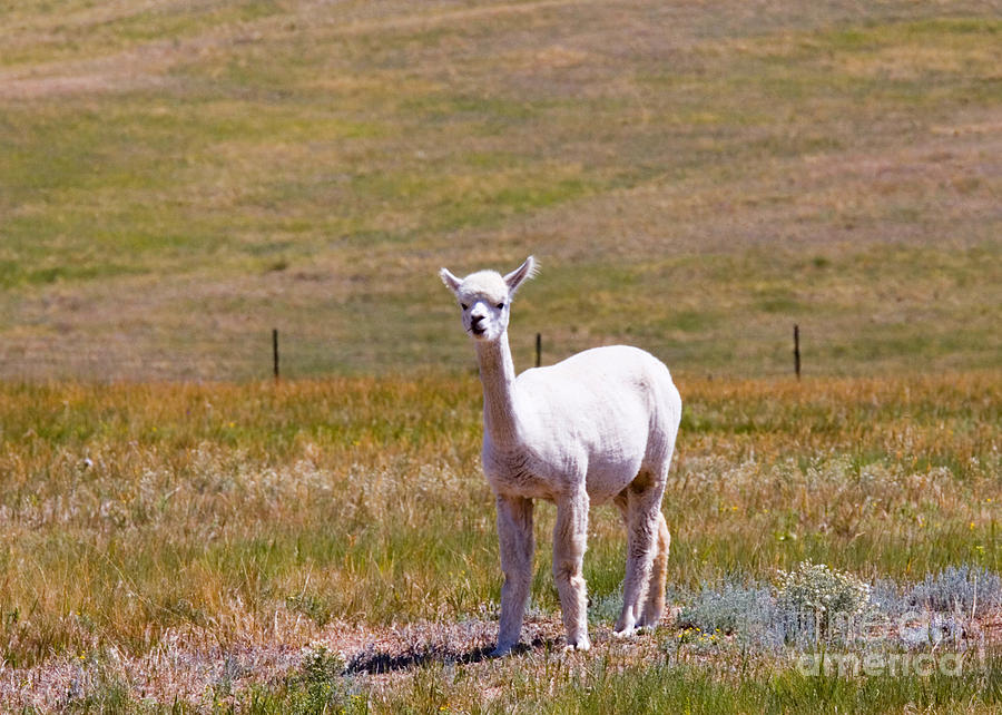 White Alpaca Photograph