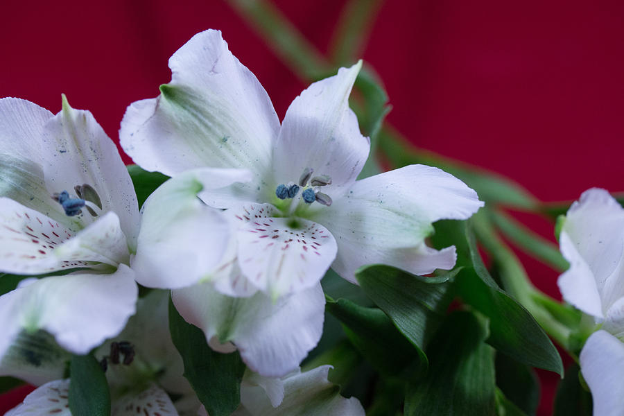 White Alstroemeria  Photograph by Susan Jensen