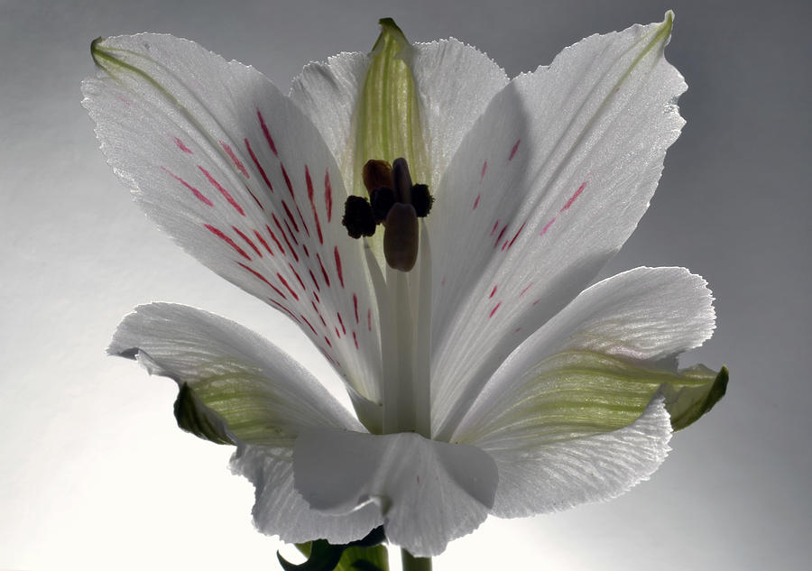 Flower Photograph - White Alstroemeria by Terence Davis