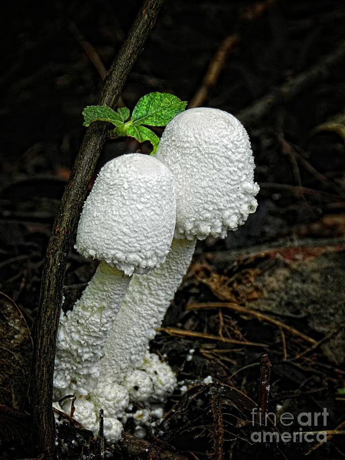 White Mushrooms Photograph by Sharon Woerner