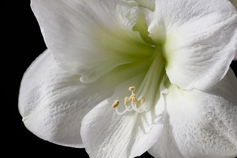 White Amaryllis Photograph by Adam Romanowicz