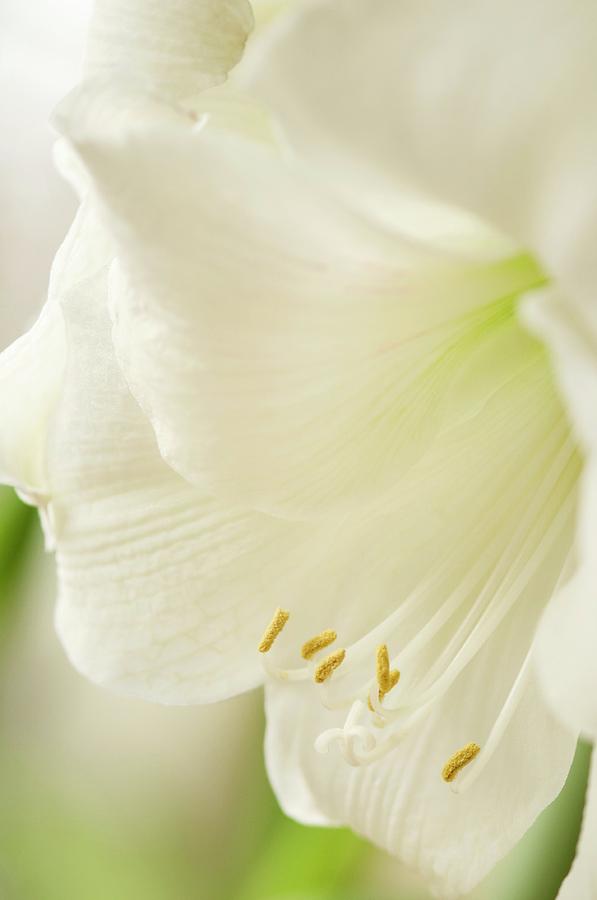 Nature Photograph - White Amaryllis (hippeastrum) by Maria Mosolova