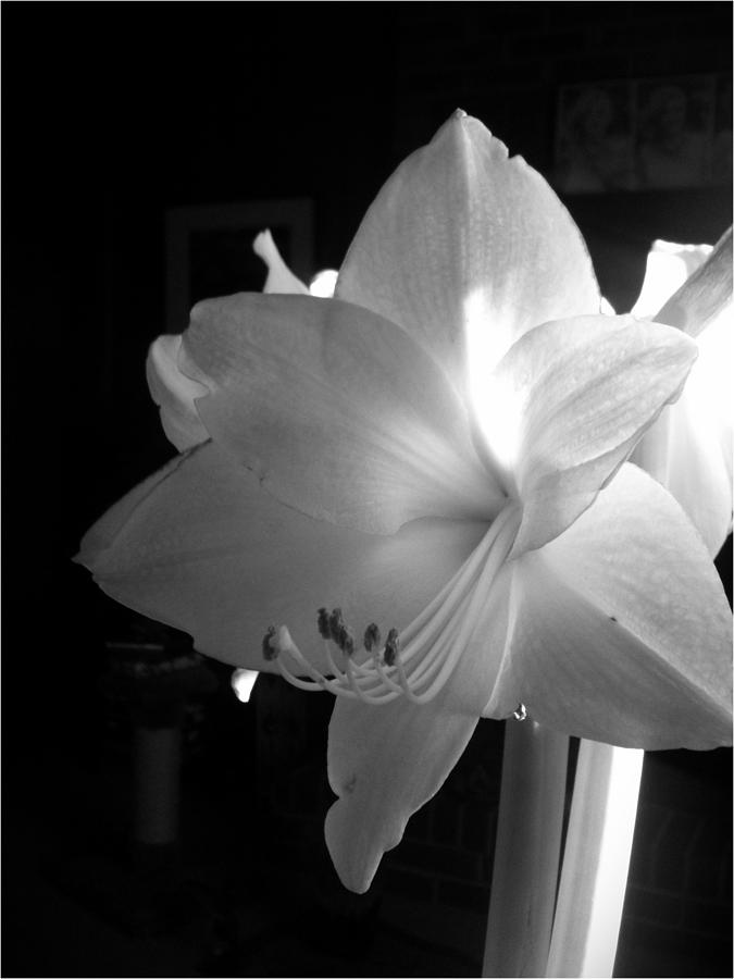 White Amaryllis  Photograph by Patricia Greer