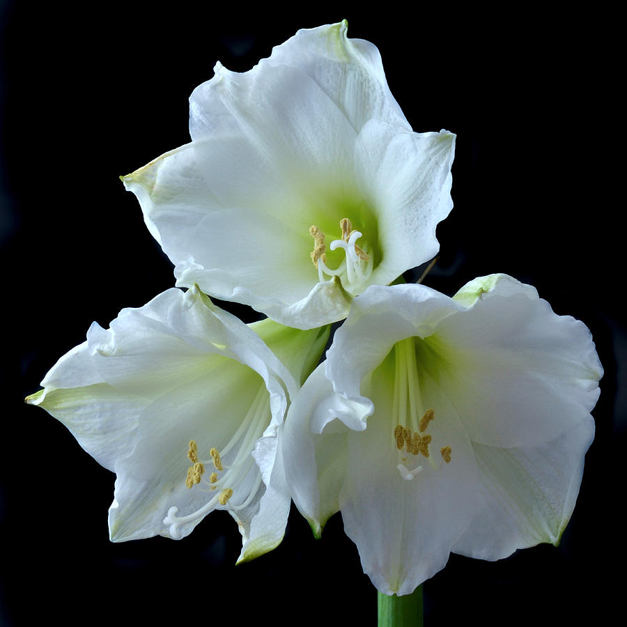 White Amaryllis Photograph by Terence Davis