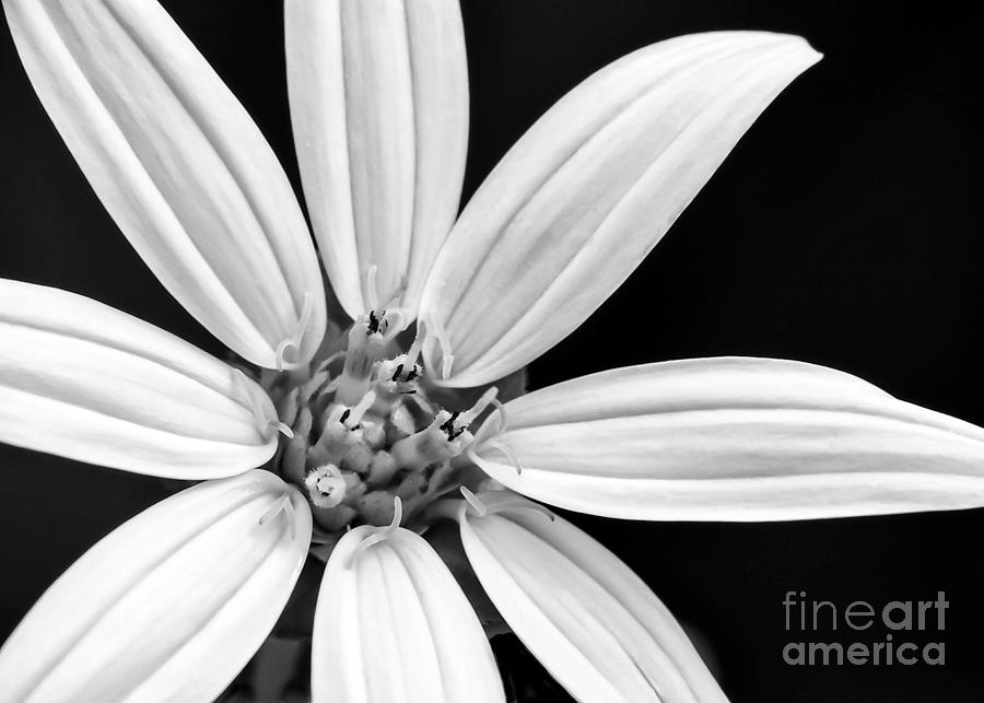 Black And White Photograph - White and Black Flower Close Up by Sabrina L Ryan