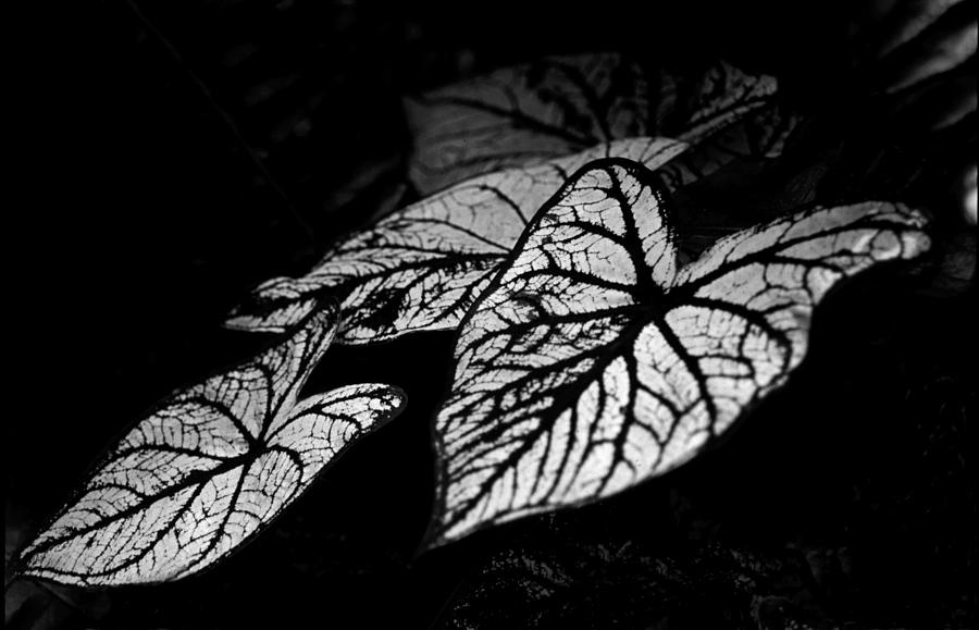 Plant Photograph - White And Black In Black And White by Alfredo Martinez