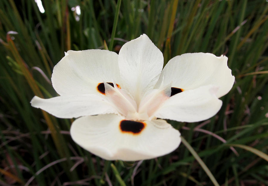 White and Black Iris Flower Photograph by Tom Hefko