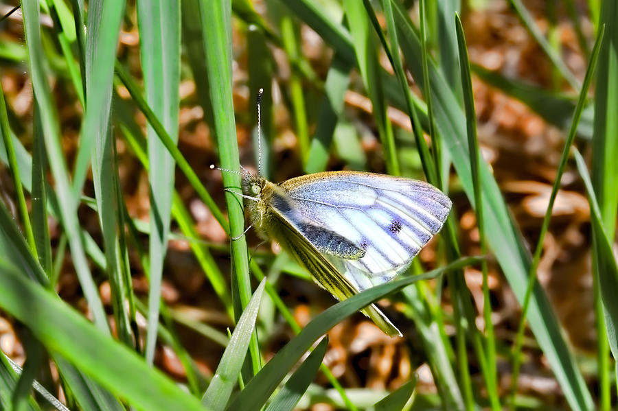 white and blue 2013- Butterfly with white wings and blue stripes sitting on a grass straw Photograph by Leif Sohlman
