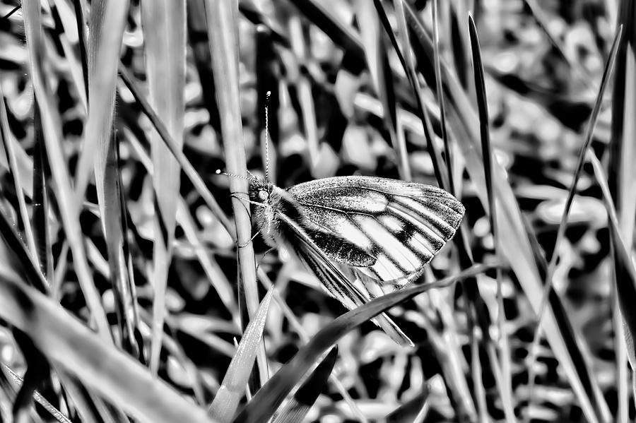 white and blue 2013 BW-3 - Butterfly with white wings and blue stripes sitting on a grass straw Photograph by Leif Sohlman