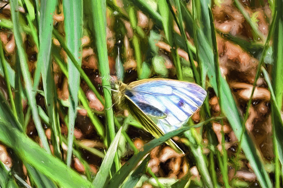 white and blue 2013 imp1-2 - Butterfly with white wings and blue stripes sitting on a grass straw Photograph by Leif Sohlman