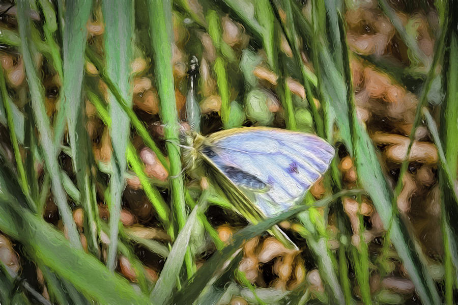 white and blue 2013 imp1 - Butterfly with white wings and blue stripes sitting on a grass straw Photograph by Leif Sohlman