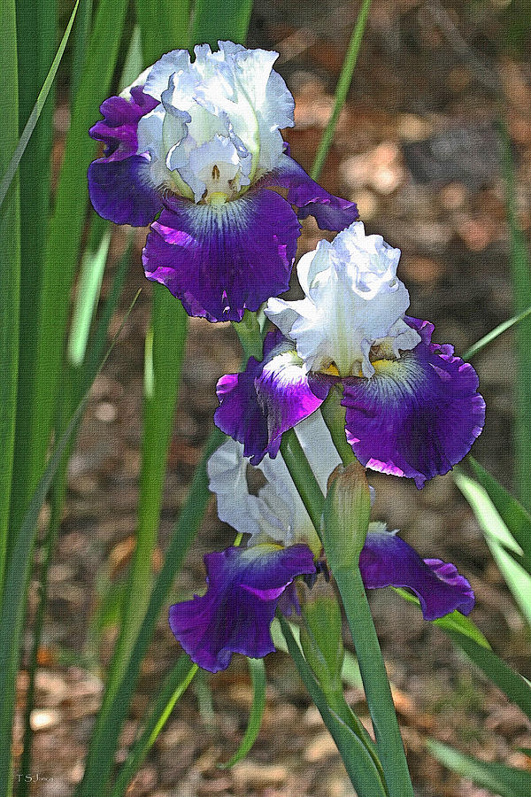 White And Blue Iris Stalks At Boyce Thompson Arboretum Photograph by Tom Janca