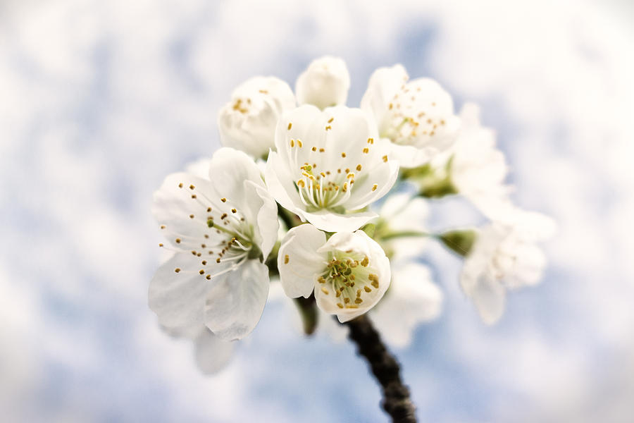 White And Bright - Beautiful Blossoms Photograph