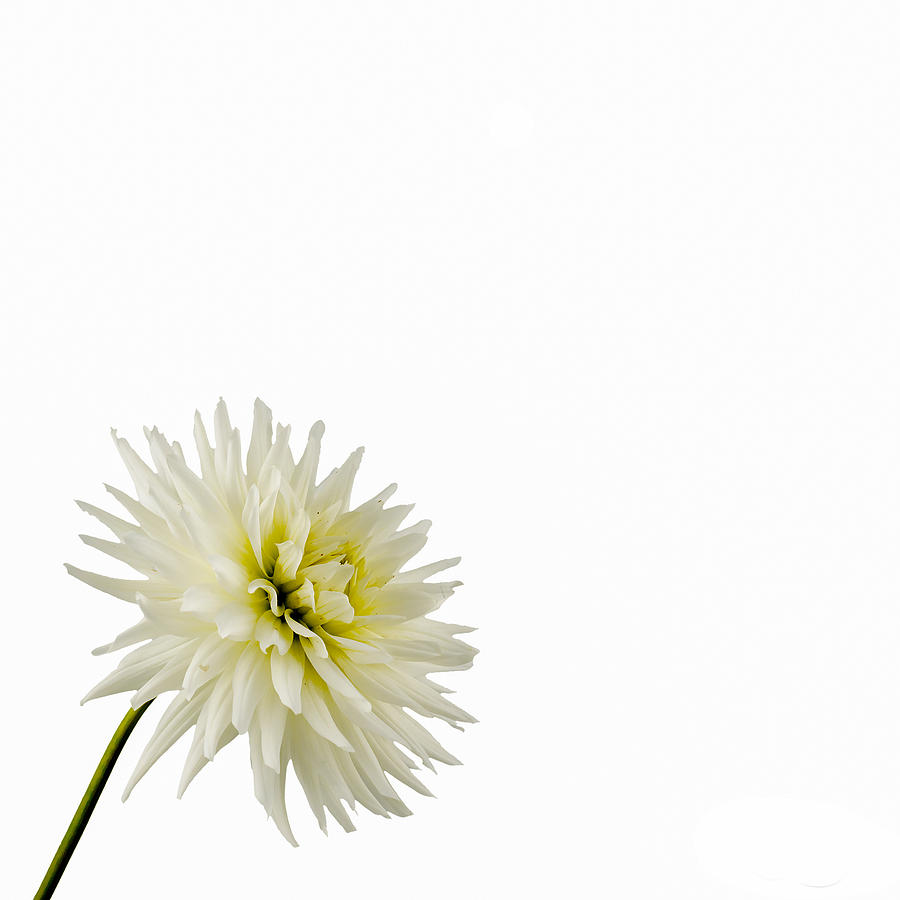 Jan Photograph - White and Bright Dahlia by Jan Hagan