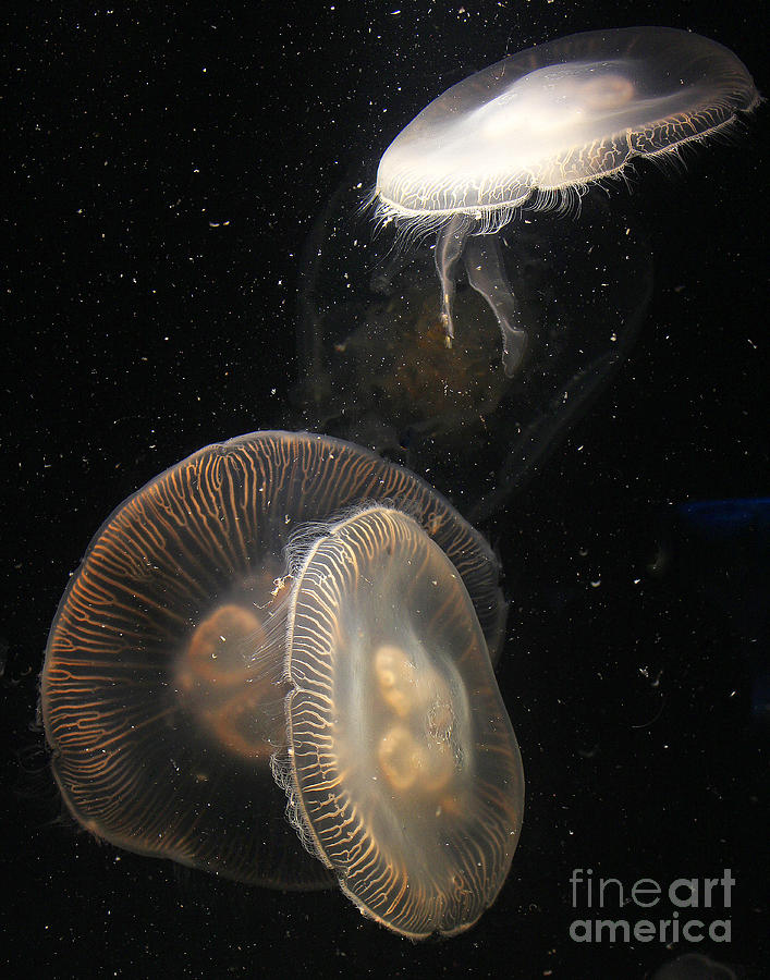 White and Brown Jellyfish Photograph by Cheryl Del Toro