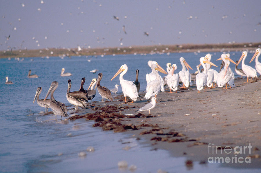 White And Brown Pelicans Photograph by Gregory G. Dimijian, M.D.