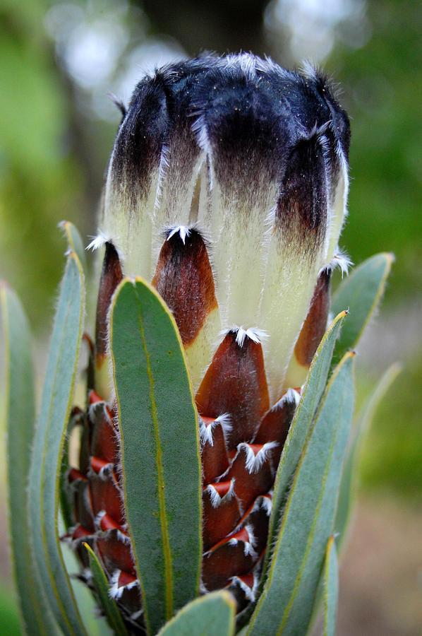 White and Brown Protea  Photograph by Amy Fose