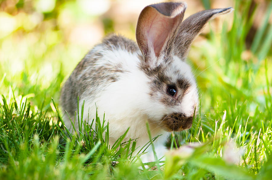 White and brown rabbit sitting in grass, smiling at camera Photograph by Bogdanhoda