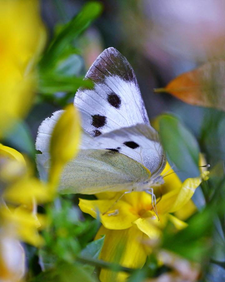 White and Gold - Butterfly and Flowers Photograph by Kim Bemis