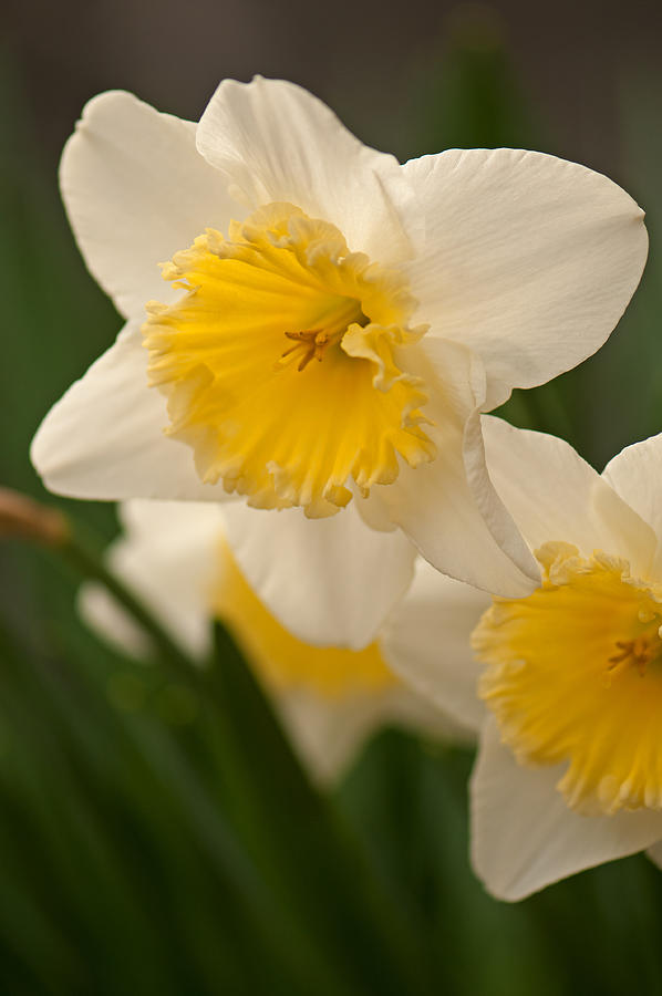 White and Gold Daffodils  Photograph by Paul Mangold
