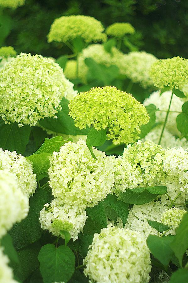 White and Green Hydrangea Flowers Photograph by Suzanne Powers