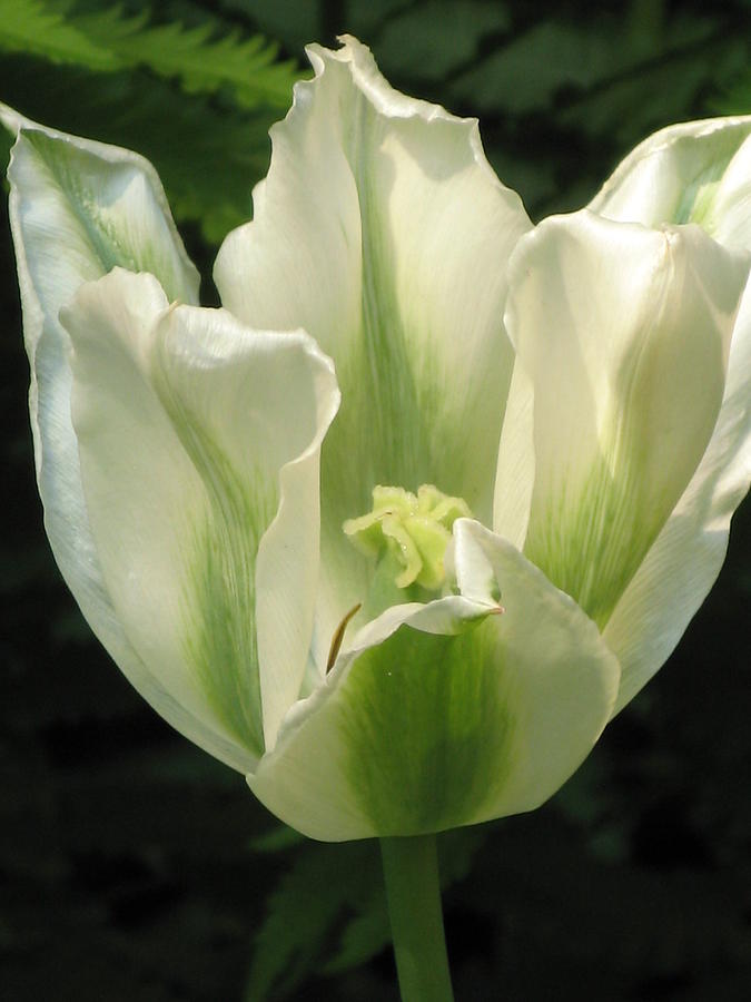 Tulip Photograph - White And Green Tulip by Alfred Ng