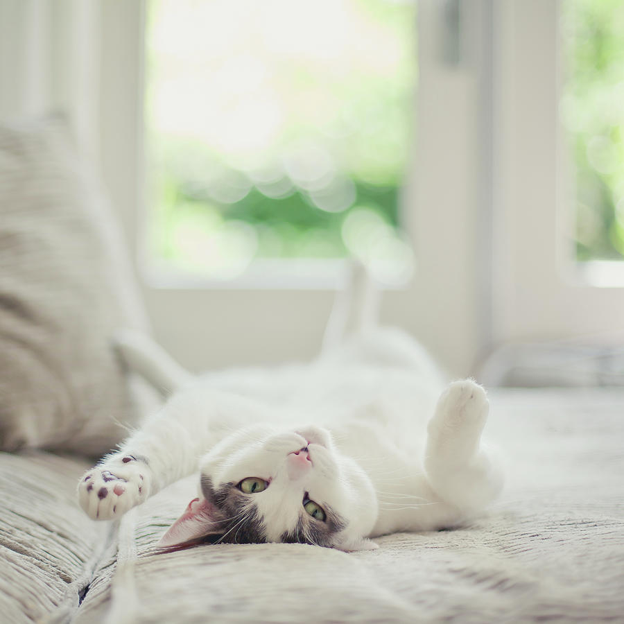 White And Grey Cat Lying On His Back On Photograph by Cindy Prins