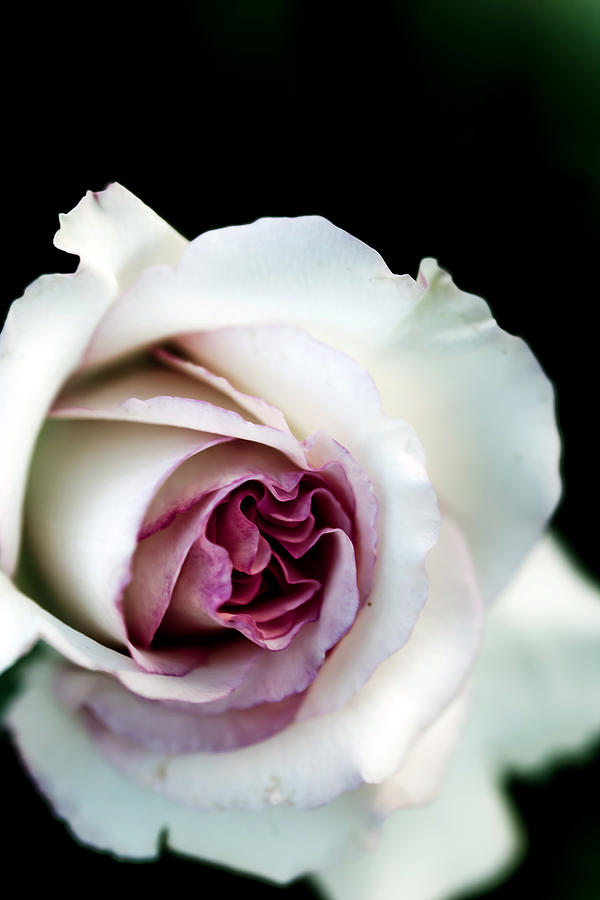 White and Magenta Rose Photograph by Sennie Pierson