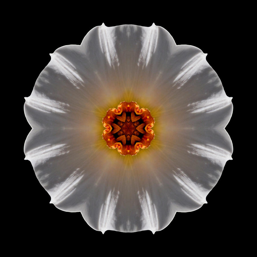 White and Orange Daffodil Flower Mandala Photograph by David J Bookbinder