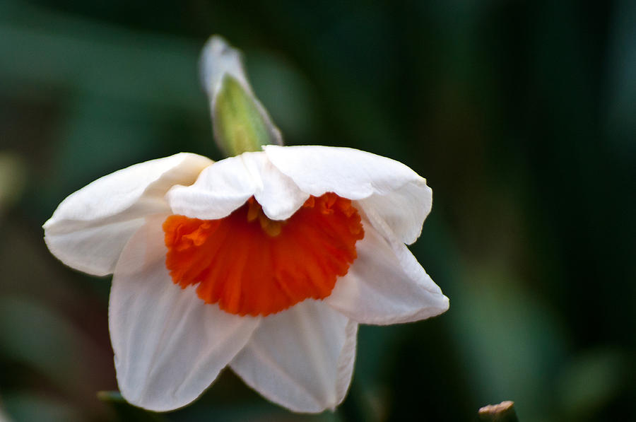 White and Orange Daffodil Photograph by Tikvahs Hope