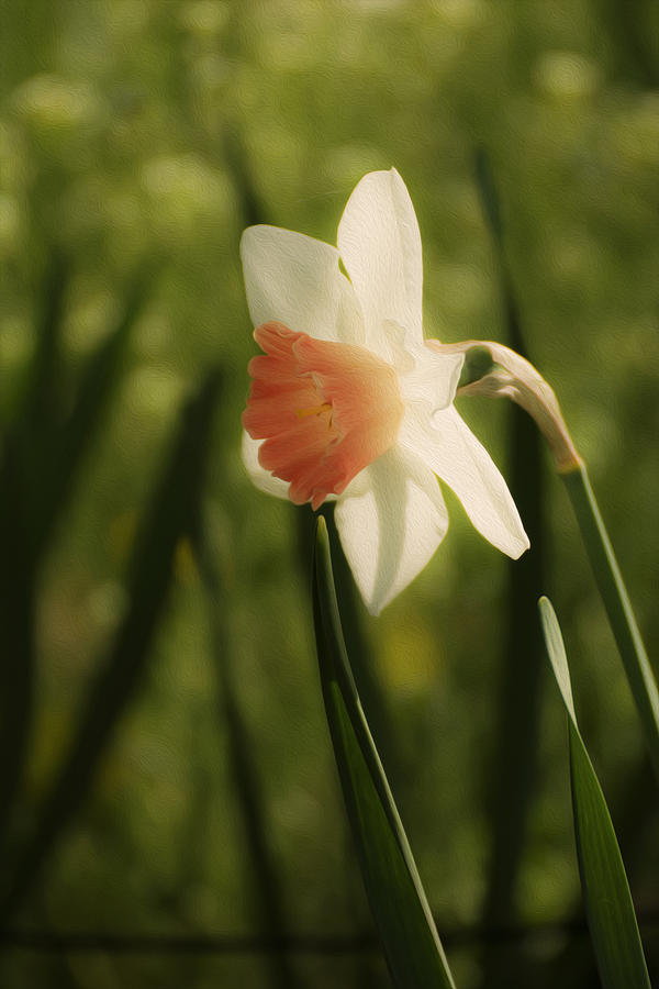 White and Orange Daffodil Photograph by Tracy Winter
