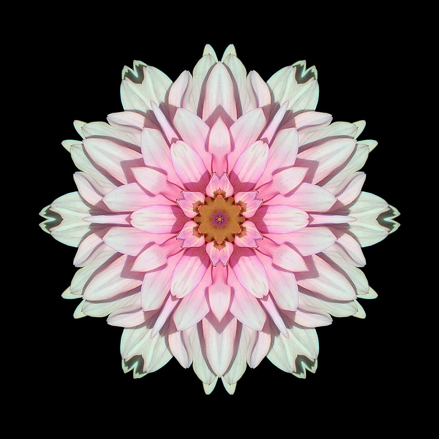 White and Pink Dahlia I Flower Mandala Photograph by David J Bookbinder