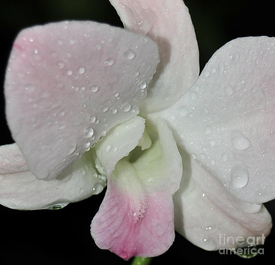 Orchid Photograph - White and Pink Den. Macro by Terri Winkler